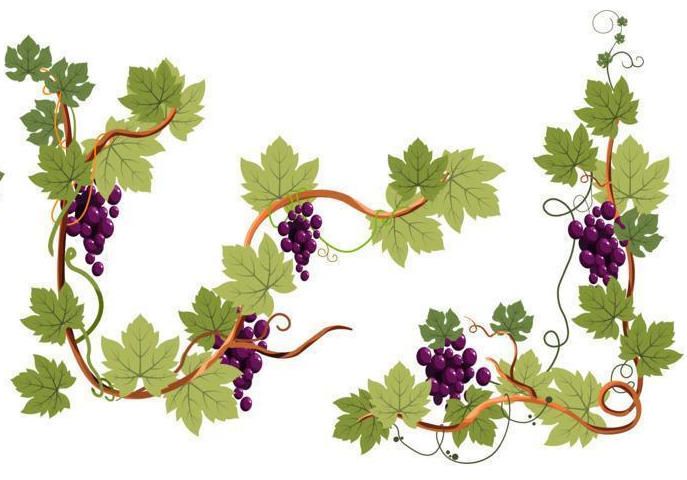 grape & wine grape & wine