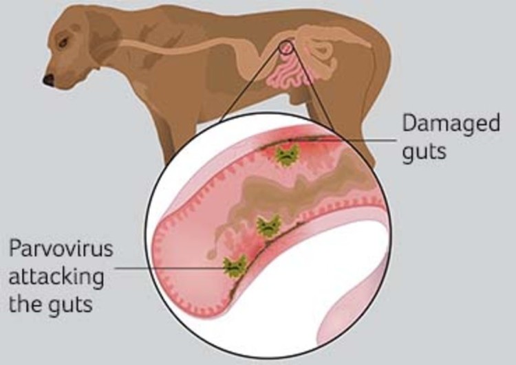 Parvovirus. Parvovirus.
