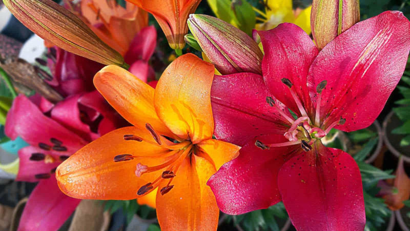 Pictures of Lilies! Pictures of Lilies!