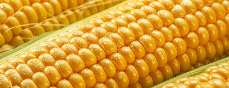 gratuitous corn gratuitous corn