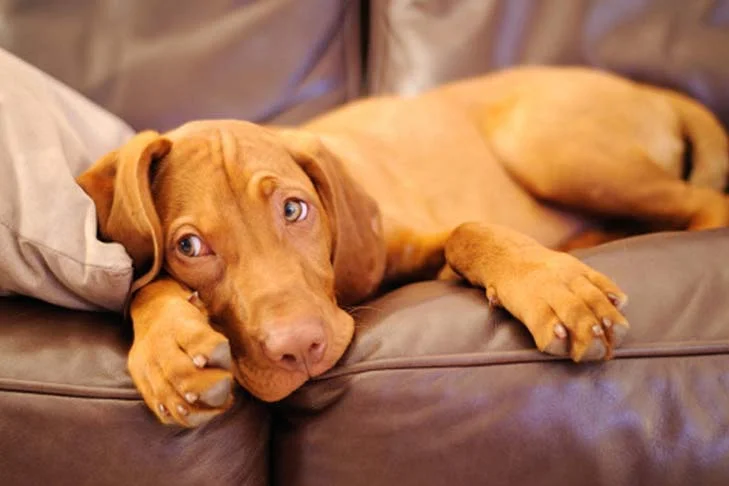Vizslas Vizslas