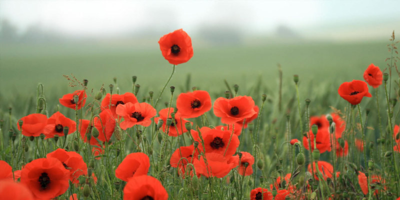 Never Forgotten Never Forgotten