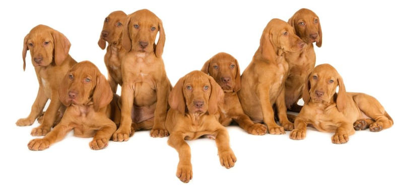 Vizslas Vizslas