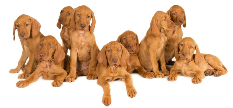 Vizslas