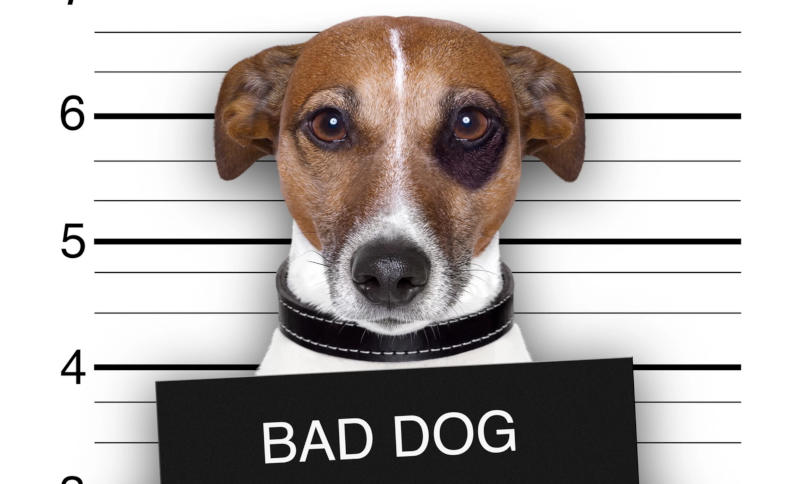 Bad dog. Bad dog.