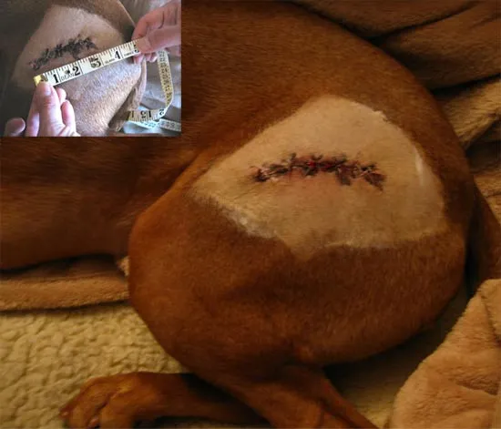 Ouch. Poor puppy. ๐ฆ Ouch. Poor puppy. ๐ฆ