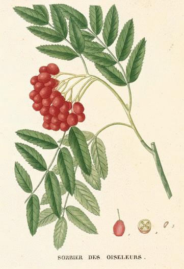 Mountain Ash Mountain Ash
