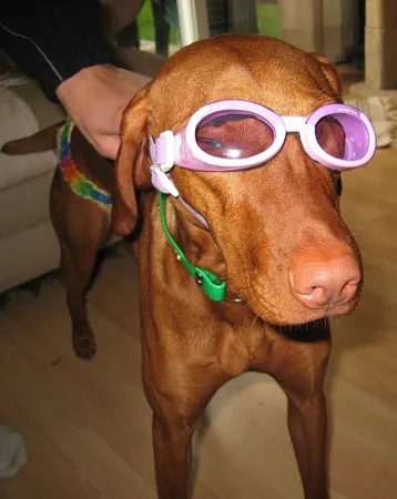 Clearly animal abuse. Clearly animal abuse.