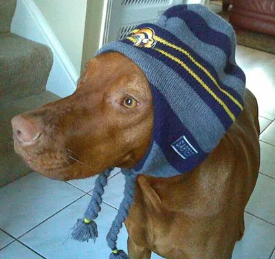 Go Sabres! ArOOOooOOoo! Go Sabres! ArOOOooOOoo!