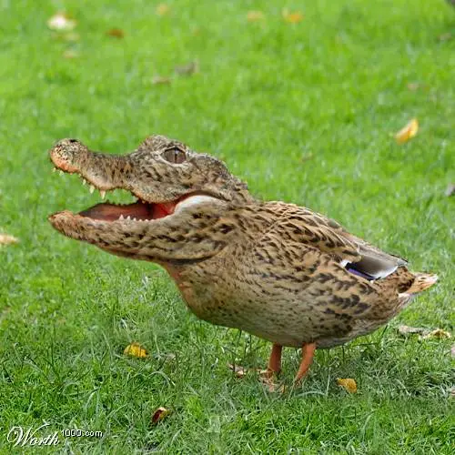 ROWR! Quack…. Quack… ROWR! Quack…. Quack…