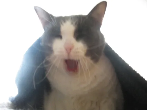 RRRWWEEOOOOW! RRRWWEEOOOOW!