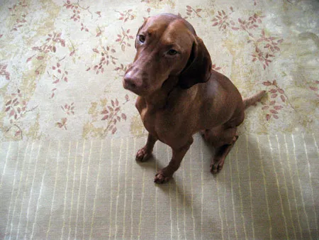 Who’s a pretty dog? Who’s a pretty dog?