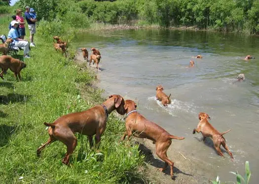 Lots of Vizslas and one Weim Lots of Vizslas and one Weim