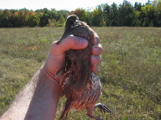 No birds were harmed. Well, not by me. No birds were harmed. Well, not by me.