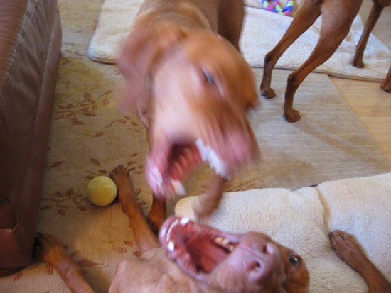 Grrraawww! Grrraawww!