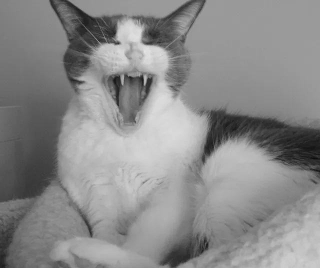 My creepy cat. My creepy cat.