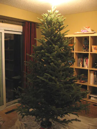 Our naked tree. Our naked tree.
