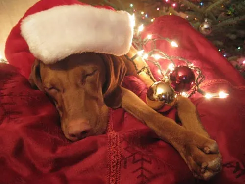 Good night puppy. Good night puppy.