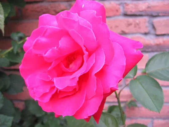 The one nice rose guarding (blocking) the side door The one nice rose guarding (blocking) the side door