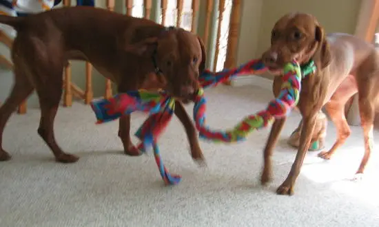 crappy photo of the tug of war – round 19343