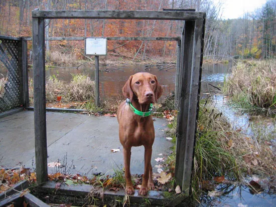 Swamp dog.