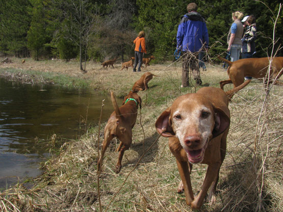 Vizslas everywhere! Vizslas everywhere!