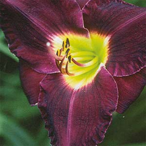 Bela Lugosi day lily…undead undead undead Bela Lugosi’s dead.