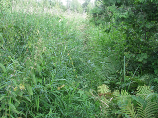 Um…well… there was a trail here last time. Sigh… Um…well… there was a trail here last time. Sigh…