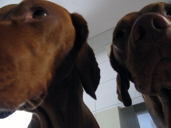 Double dog damage. Double dog damage.