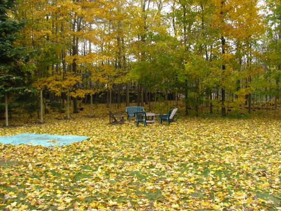 Hours of fun raking leaves. And again tomorrow! and the day after thatโฆ. Hours of fun raking leaves. And again tomorrow! and the day after thatโฆ.