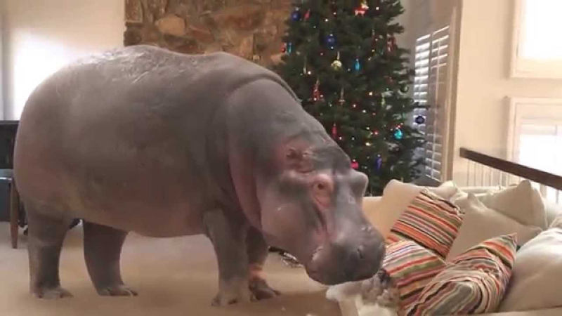 Hippo Hero Hippo Hero