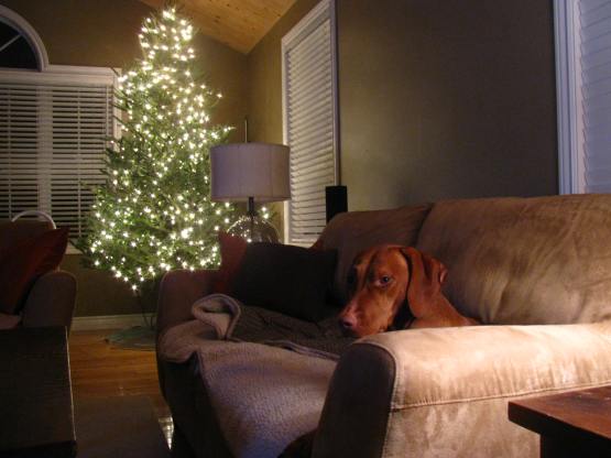 Naked tree with a naked dog.