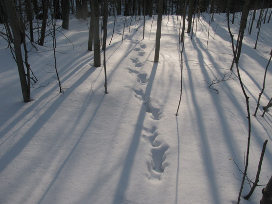 Wander in the snow.