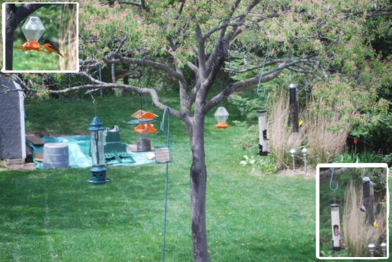 Yes, I live with the crazy bird lady apparently. We’ve attracted an Oriole, lovely orange plumage. (Top Left) More birds (Bottom Left)
Yes, I live with the crazy bird lady apparently. We’ve attracted an Oriole, lovely orange plumage. (Top Left) More birds (Bottom Left)