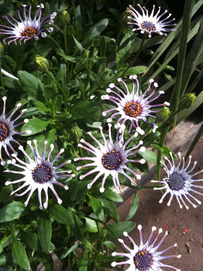 Freakish flower we saw at the Garden Centre. Didn’t get the name. :/