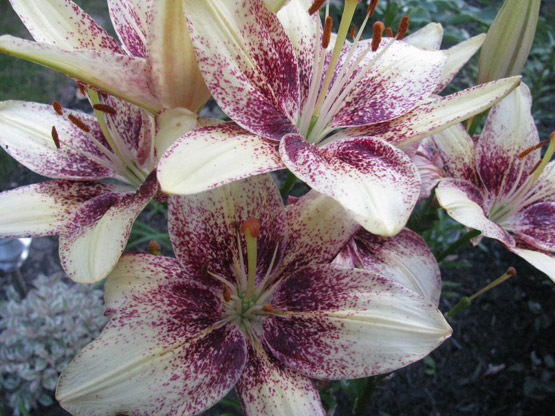 Lily from the front garden. Lily from the front garden.