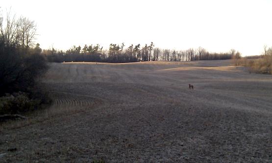 Deer running from the dog (upper left side) during a walk
Deer running from the dog (upper left side) during a walk