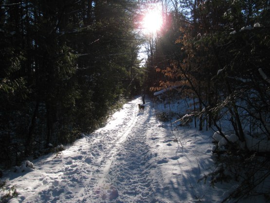 Lovely but COLD walk in the forest.