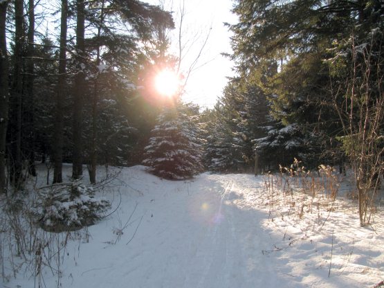 Lovely Palgrave forest Lovely Palgrave forest