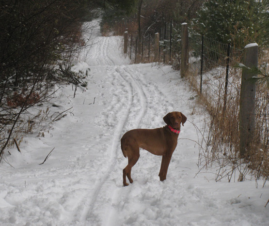 Tanga enjoys skiing too.