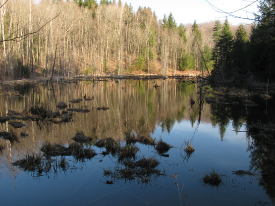 The trails were really muddy. One of the many bog…