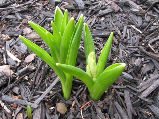 Front garden growth