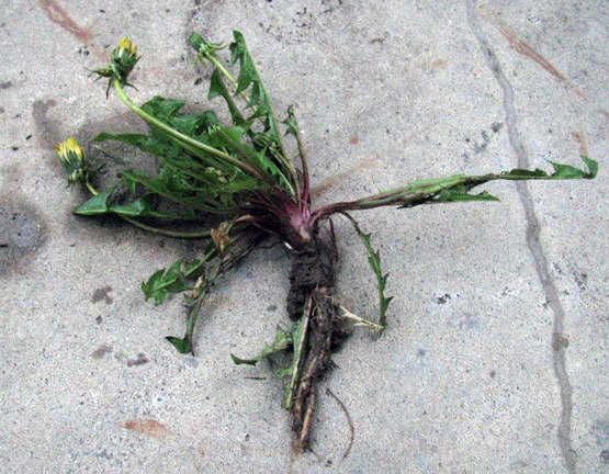 One of hundred of victims uprooted today One of hundred of victims uprooted today