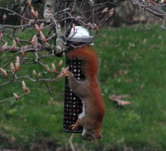 Simon our squirrel enjoying our birdfeeders. Simon our squirrel enjoying our birdfeeders.