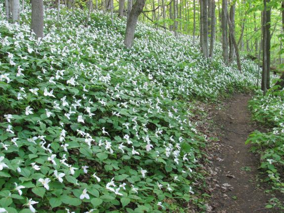 Trilliums everywhere! Trilliums everywhere!