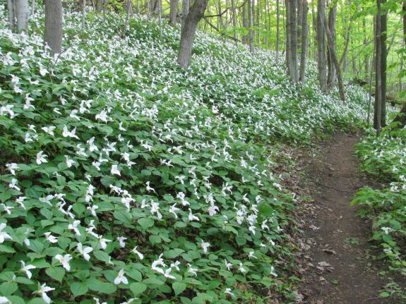 Trilliums everywhere!