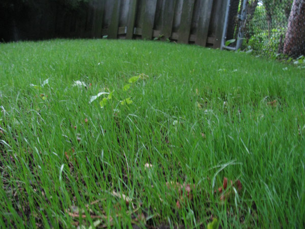 Bdotโs beautiful new grass Bdotโs beautiful new grass