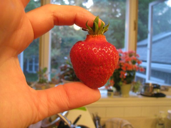 Berrylicious Berrylicious