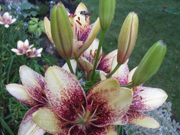Lily Lily