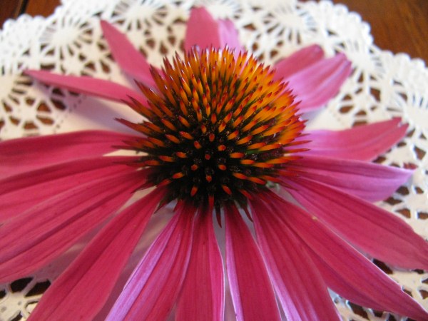 One of the little touches at our breakfast place setting had freshly cut flowers